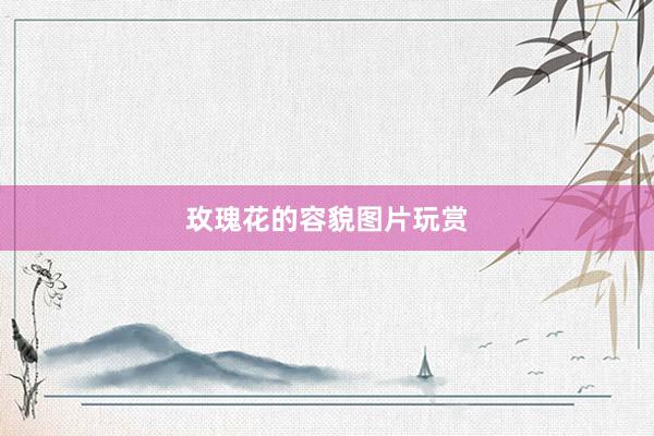 玫瑰花的容貌图片玩赏